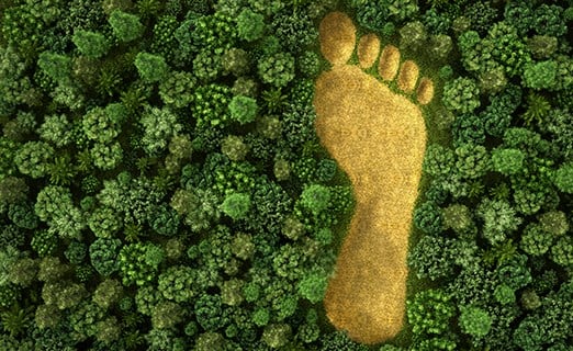 Forest footprint graphic